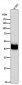 Anti-FABP1/L Fabp Rabbit Monoclonal Antibody