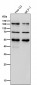 Anti-FGFR3 Rabbit Monoclonal Antibody