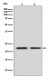 Anti-FGF21 Rabbit Monoclonal Antibody