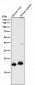 Anti-FGF21 Rabbit Monoclonal Antibody