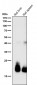 Anti-FGF21 Rabbit Monoclonal Antibody