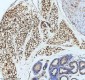 Anti-FABP4/A Fabp Rabbit Monoclonal Antibody