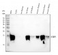 Anti-FABP4/A Fabp Rabbit Monoclonal Antibody