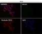 Anti-BNIP3 Rabbit Monoclonal Antibody