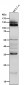 Anti-NFAT1 NFATC2 Rabbit Monoclonal Antibody