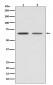 Anti-GAD67 GAD1 Rabbit Monoclonal Antibody