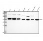 Anti-PRDX6/Peroxiredoxin 6 Rabbit Monoclonal Antibody