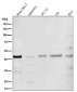 Anti-PRMT1 Rabbit Monoclonal Antibody