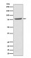 Anti-Mre11 MRE11A Rabbit Monoclonal Antibody