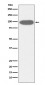 Anti-GRP94 HSP90B1 Rabbit Monoclonal Antibody