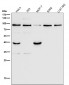 Anti-GRP94 HSP90B1 Rabbit Monoclonal Antibody