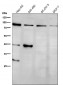 Anti-GRP94 HSP90B1 Rabbit Monoclonal Antibody