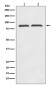 Anti-Axin2/Conductin Rabbit Monoclonal Antibody