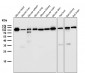 Anti-FGFR3 Rabbit Monoclonal Antibody