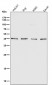 Anti-CD40L CD40LG Rabbit Monoclonal Antibody