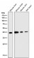 Anti-CD40L CD40LG Rabbit Monoclonal Antibody