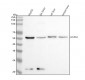 Anti-GATA4 Rabbit Monoclonal Antibody