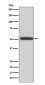 Anti-ERp57 PDIA3 Rabbit Monoclonal Antibody