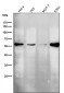 Anti-ERp57 PDIA3 Rabbit Monoclonal Antibody