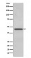 Anti-TDP43 TARDBP Rabbit Monoclonal Antibody