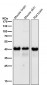 Anti-TDP43 TARDBP Rabbit Monoclonal Antibody