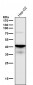 Anti-TDP43 TARDBP Rabbit Monoclonal Antibody