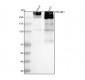 Anti-53BP1 TP53BP1 Rabbit Monoclonal Antibody