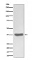 Anti-SFRP1 Rabbit Monoclonal Antibody