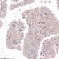 Anti-GATA3 Rabbit Monoclonal Antibody