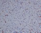 Anti-CD163 Rabbit Monoclonal Antibody