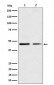 Anti-Wnt5a Rabbit Monoclonal Antibody