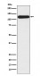 Anti-BubR1 BUB1B Rabbit Monoclonal Antibody