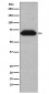 Anti-NUR77 NR4A1 Rabbit Monoclonal Antibody