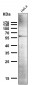 Anti-NUR77 NR4A1 Rabbit Monoclonal Antibody