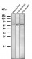 Anti-NUR77 NR4A1 Rabbit Monoclonal Antibody