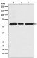 Anti-USP14 Rabbit Monoclonal Antibody