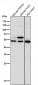 Anti-GLUT3 SLC2A3 Rabbit Monoclonal Antibody
