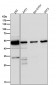 Anti-GLUT3 SLC2A3 Rabbit Monoclonal Antibody