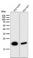 Anti-CRYAB/Alpha B Crystallin Rabbit Monoclonal Antibody