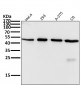 Anti-Atg4B Rabbit Monoclonal Antibody