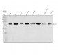 Anti-Bcl-XL BCL2L1 Rabbit Monoclonal Antibody