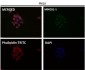 Anti-Bcl-XL BCL2L1 Rabbit Monoclonal Antibody