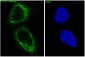 Anti-Bcl-XL BCL2L1 Rabbit Monoclonal Antibody