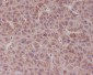 Anti-Bcl-XL BCL2L1 Rabbit Monoclonal Antibody