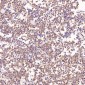 Anti-Bcl-XL BCL2L1 Rabbit Monoclonal Antibody