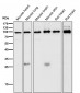 Anti-STAT5a Rabbit Monoclonal Antibody