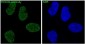 Anti-FoxO3a Rabbit Monoclonal Antibody