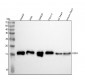 Anti-COX IV COX4I1 Rabbit Monoclonal Antibody