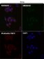 Anti-COX IV COX4I1 Rabbit Monoclonal Antibody