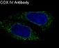 Anti-COX IV COX4I1 Rabbit Monoclonal Antibody